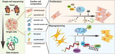 Cardiac cellular diversity and functionality in cardiac repair by single-cell transcriptomics